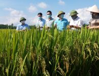 Nhiều doanh nghiệp gạo lãi lớn